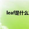 leaf是什么意思英语（leaf是什么意思）